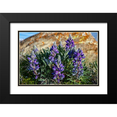 Lupine wildflowers along the Rocky Mountain Front near Choteau-Montana-USA Black Modern Wood Framed Art Print with Double Matting by Haney, Chuck