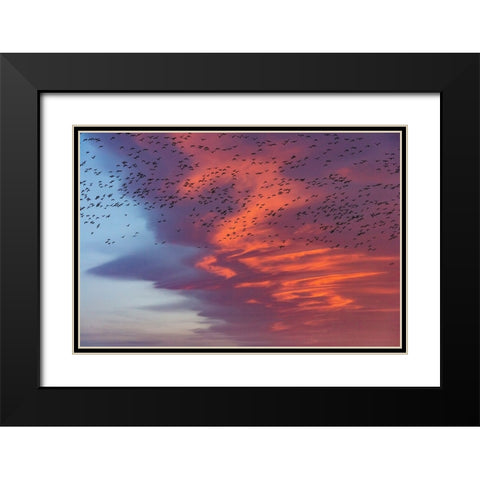 Snow geese lift off with dramatic lenticular cloud sunrise sky during spring migration at Freezeout Black Modern Wood Framed Art Print with Double Matting by Haney, Chuck