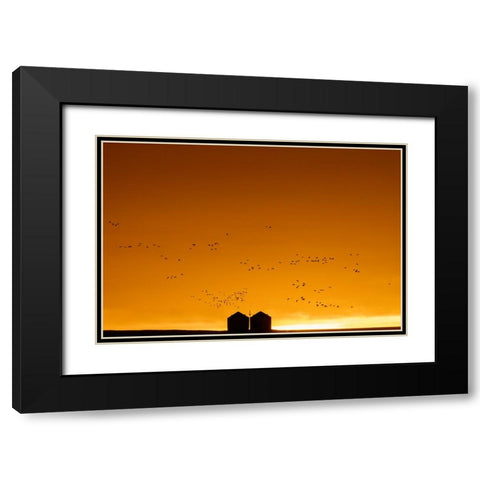 Snow geese silhouetted against dramatic sunrise sky during spring migration at Freezeout Lake Wildl Black Modern Wood Framed Art Print with Double Matting by Haney, Chuck