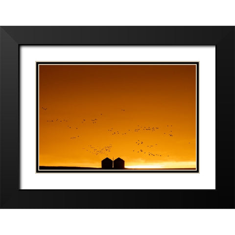 Snow geese silhouetted against dramatic sunrise sky during spring migration at Freezeout Lake Wildl Black Modern Wood Framed Art Print with Double Matting by Haney, Chuck