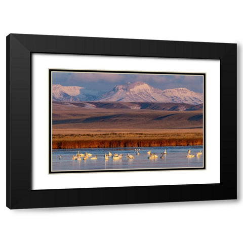Tundra Swans with Ear Mountain in background during spring migration at Freezeout Lake Wildlife Man Black Modern Wood Framed Art Print with Double Matting by Haney, Chuck