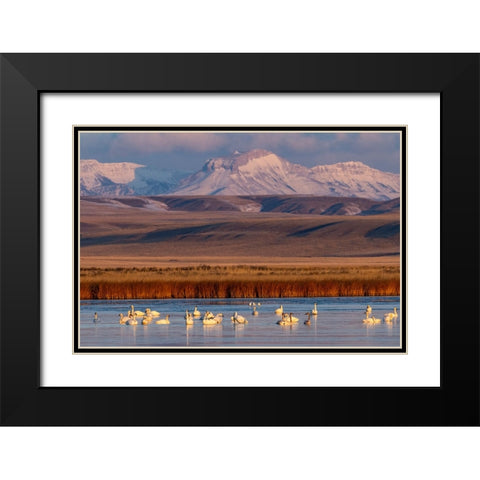 Tundra Swans with Ear Mountain in background during spring migration at Freezeout Lake Wildlife Man Black Modern Wood Framed Art Print with Double Matting by Haney, Chuck