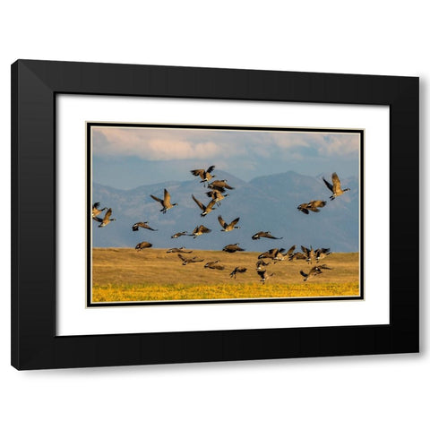 Canada geese take off for flight in the Flathead Valley-Montana-USA Black Modern Wood Framed Art Print with Double Matting by Haney, Chuck