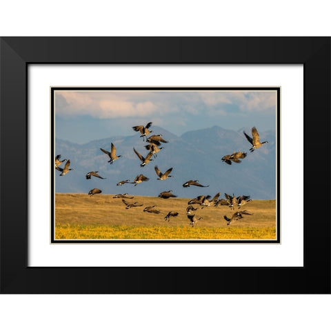 Canada geese take off for flight in the Flathead Valley-Montana-USA Black Modern Wood Framed Art Print with Double Matting by Haney, Chuck