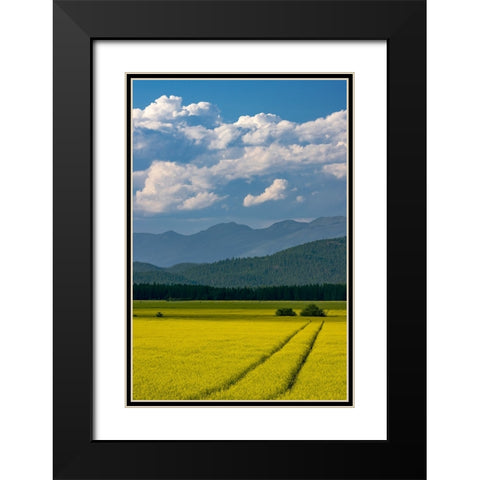 Flowering canola in the Flathead Valley-Montana-USA Black Modern Wood Framed Art Print with Double Matting by Haney, Chuck
