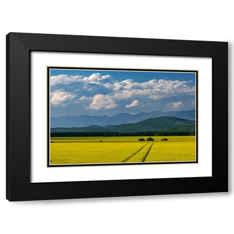 Flowering canola in the Flathead Valley-Montana-USA Black Modern Wood Framed Art Print with Double Matting by Haney, Chuck