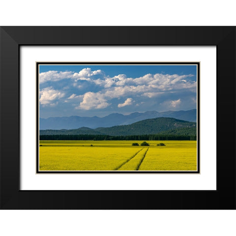 Flowering canola in the Flathead Valley-Montana-USA Black Modern Wood Framed Art Print with Double Matting by Haney, Chuck