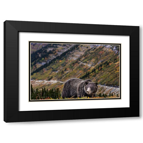 Grizzly bear along Going-to-the-Sun Road in Glacier National Park-Montana-USA Black Modern Wood Framed Art Print with Double Matting by Haney, Chuck