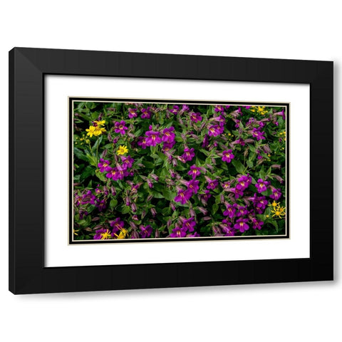 Lewis Monkeyflowers and Arnica Wildflowers in Glacier National Park-Montana-USA Black Modern Wood Framed Art Print with Double Matting by Haney, Chuck