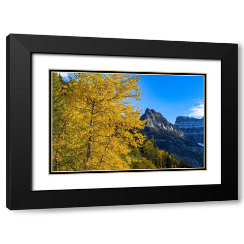 Autumn cottonwood and Mount Oberlin in Glacier National Park-Montana-USA Black Modern Wood Framed Art Print with Double Matting by Haney, Chuck