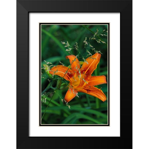 Orange daylily in Whitefish-Montana-USA Black Modern Wood Framed Art Print with Double Matting by Haney, Chuck