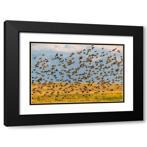 Huge flock of European starlings take flight in the Flathead Valley-Montana-USA Black Modern Wood Framed Art Print with Double Matting by Haney, Chuck