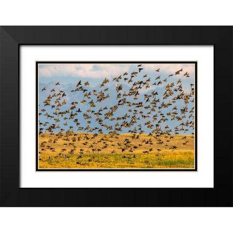 Huge flock of European starlings take flight in the Flathead Valley-Montana-USA Black Modern Wood Framed Art Print with Double Matting by Haney, Chuck