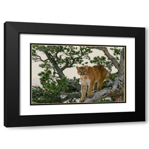 Captive Mountain Lion is perched on Evergreen tree-Montana Black Modern Wood Framed Art Print with Double Matting by Garber, Howie