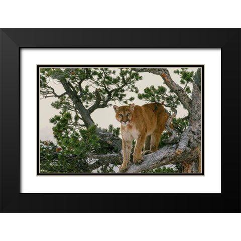 Captive Mountain Lion is perched on Evergreen tree-Montana Black Modern Wood Framed Art Print with Double Matting by Garber, Howie