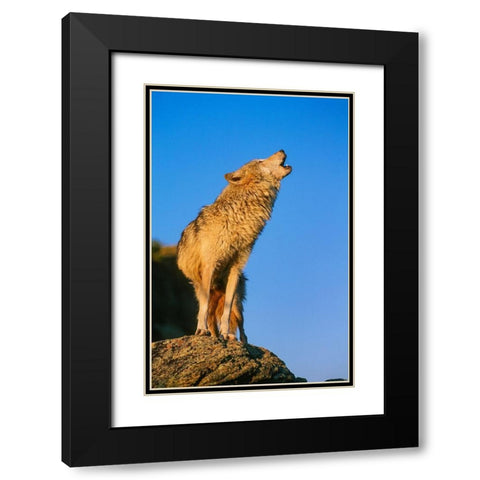 Howling Gray Wolf-Montana Black Modern Wood Framed Art Print with Double Matting by Garber, Howie