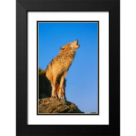 Howling Gray Wolf-Montana Black Modern Wood Framed Art Print with Double Matting by Garber, Howie