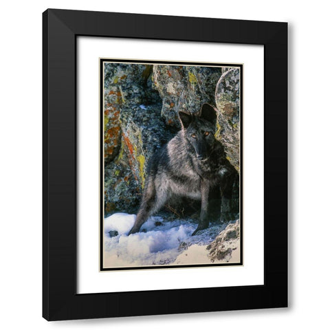 Portrait of Gray Wolf-Montana Black Modern Wood Framed Art Print with Double Matting by Garber, Howie