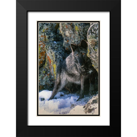 Portrait of Gray Wolf-Montana Black Modern Wood Framed Art Print with Double Matting by Garber, Howie