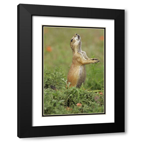 Nebraska Black-tailed prairie dog gives warning Black Modern Wood Framed Art Print with Double Matting by Illg, Cathy and Gordon