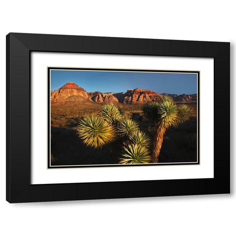 Joshua tree-Yucca brevifolia and sunset on red rocks-Valley of Fire State Park-Nevada Black Modern Wood Framed Art Print with Double Matting by Jones, Adam
