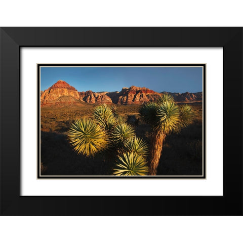 Joshua tree-Yucca brevifolia and sunset on red rocks-Valley of Fire State Park-Nevada Black Modern Wood Framed Art Print with Double Matting by Jones, Adam