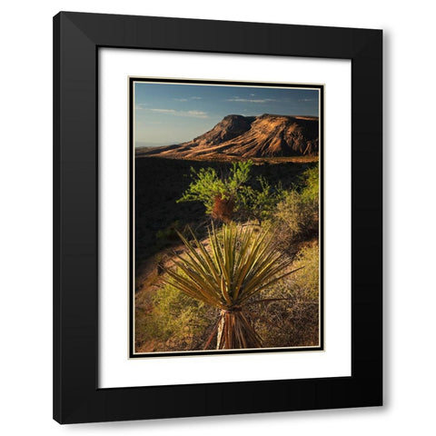 Joshua tree-Yucca brevifolia and sunset on red rocks-Valley of Fire State Park-Nevada Black Modern Wood Framed Art Print with Double Matting by Jones, Adam