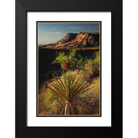 Joshua tree-Yucca brevifolia and sunset on red rocks-Valley of Fire State Park-Nevada Black Modern Wood Framed Art Print with Double Matting by Jones, Adam