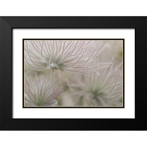 Nevada, Las Vegas, Red Rock Apache plume flowers Black Modern Wood Framed Art Print with Double Matting by Kaveney, Wendy