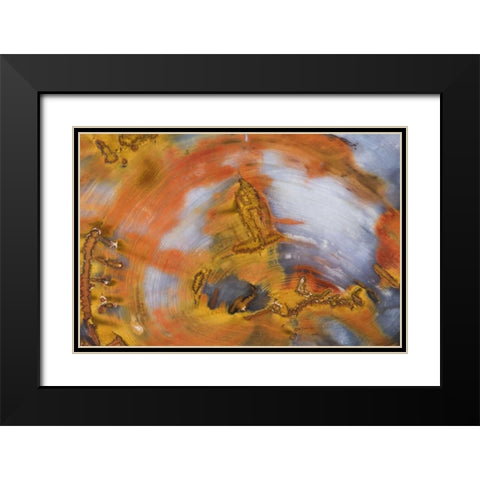 Nevada, Hubbard Basin Close-up of petrified wood Black Modern Wood Framed Art Print with Double Matting by Kirkland, Dennis