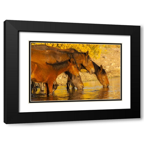 Nevada, Reno Wild horses drinking from pond Black Modern Wood Framed Art Print with Double Matting by Illg, Cathy and Gordon