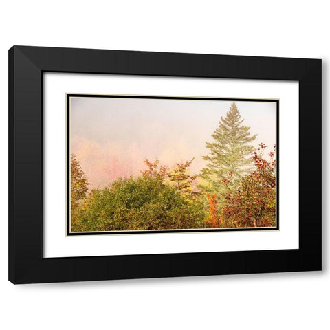 USA-New Hampshire-fall foliage north of Whitefield-along Rt 3 Black Modern Wood Framed Art Print with Double Matting by Jones, Allison