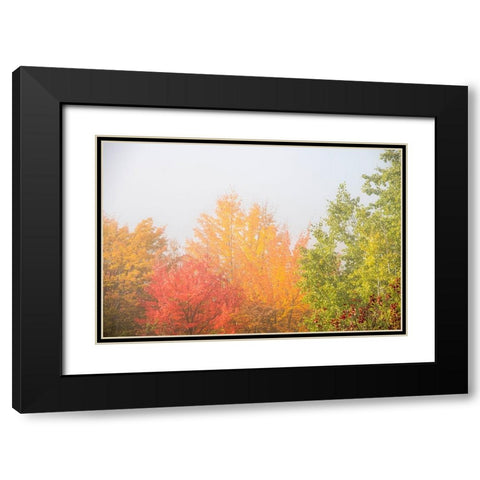USA-New Hampshire-fall foliage north of Whitefield-along Rt 3 Black Modern Wood Framed Art Print with Double Matting by Jones, Allison