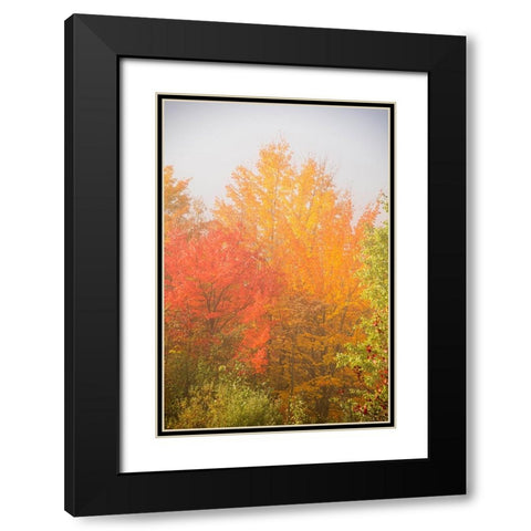 USA-New Hampshire-fall foliage north of Whitefield-along Rt 3 Black Modern Wood Framed Art Print with Double Matting by Jones, Allison