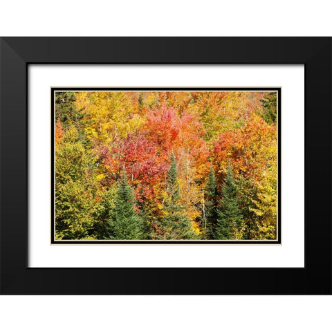 USA-New Hampshire-fall foliage Bretton Woods at base of Mount Washington Black Modern Wood Framed Art Print with Double Matting by Jones, Allison