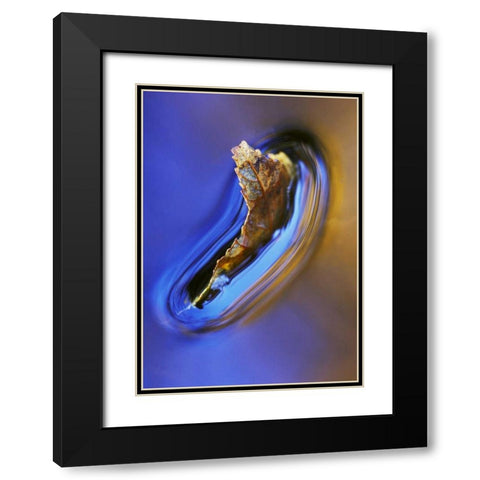 NH, Fall leaf floating in stream in reflection Black Modern Wood Framed Art Print with Double Matting by Rotenberg, Nancy
