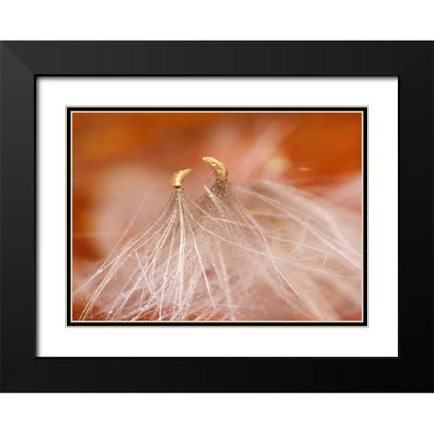 USA, New Hampshire, Seedheads dancing Black Modern Wood Framed Art Print with Double Matting by Rotenberg, Nancy