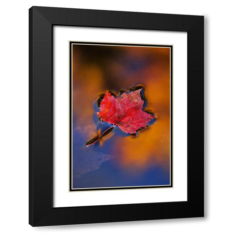 NH, White Mts, Maple Leaf in Fall Reflections Black Modern Wood Framed Art Print with Double Matting by Rotenberg, Nancy