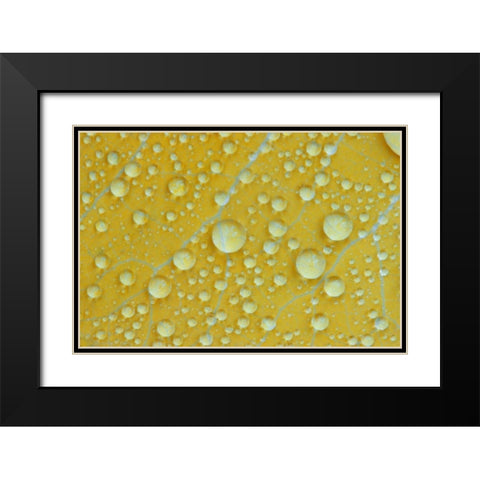 NH, Shelburne Magnified veins on a birch leaf Black Modern Wood Framed Art Print with Double Matting by Clemons, Kathleen