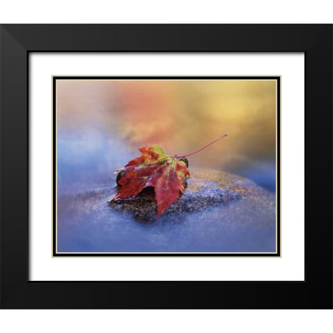 NH, White Mts, Maple leaf in the Swift River Black Modern Wood Framed Art Print with Double Matting by Talbot Frank, Christopher