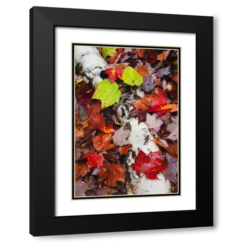 NH, White Mountains Log and fallen maple leaves Black Modern Wood Framed Art Print with Double Matting by Flaherty, Dennis