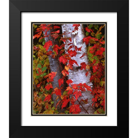 NH, White Mountains Trees in autumn color Black Modern Wood Framed Art Print with Double Matting by Flaherty, Dennis