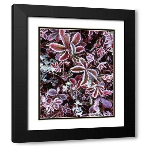 NH, White Mts Detail of frosted berry bushes Black Modern Wood Framed Art Print with Double Matting by Flaherty, Dennis