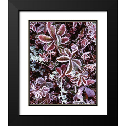 NH, White Mts Detail of frosted berry bushes Black Modern Wood Framed Art Print with Double Matting by Flaherty, Dennis