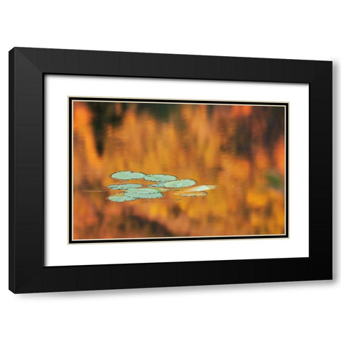 NH, White Mts Lily pads float on pond in autumn Black Modern Wood Framed Art Print with Double Matting by Flaherty, Dennis