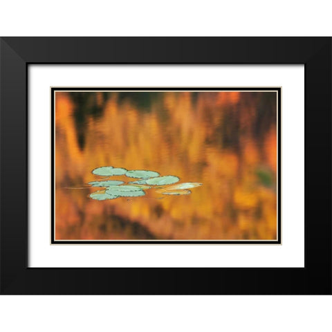 NH, White Mts Lily pads float on pond in autumn Black Modern Wood Framed Art Print with Double Matting by Flaherty, Dennis