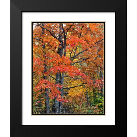 New Hampshire Maple trees in Belknap Mountains Black Modern Wood Framed Art Print with Double Matting by Terrill, Steve