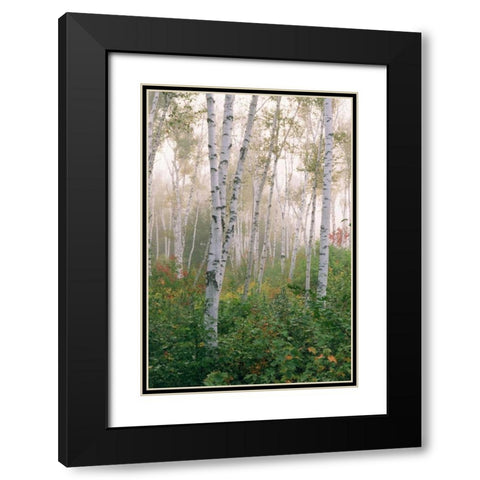 USA, New Hampshire Birch trees in clearing fog Black Modern Wood Framed Art Print with Double Matting by Bush, Marie