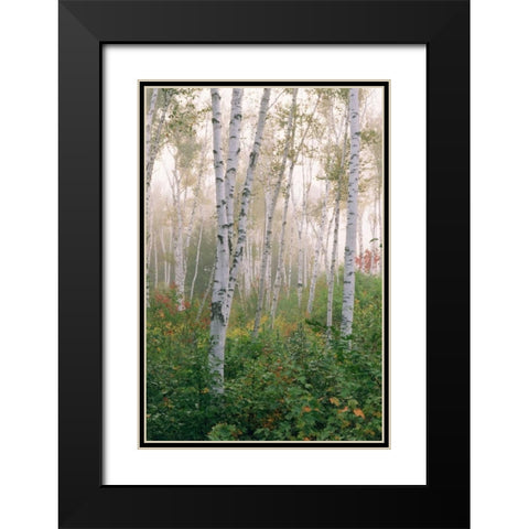 USA, New Hampshire Birch trees in clearing fog Black Modern Wood Framed Art Print with Double Matting by Bush, Marie