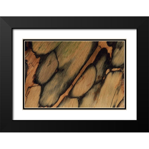 USA, New Hampshire Tree bark pattern Black Modern Wood Framed Art Print with Double Matting by Bush, Marie